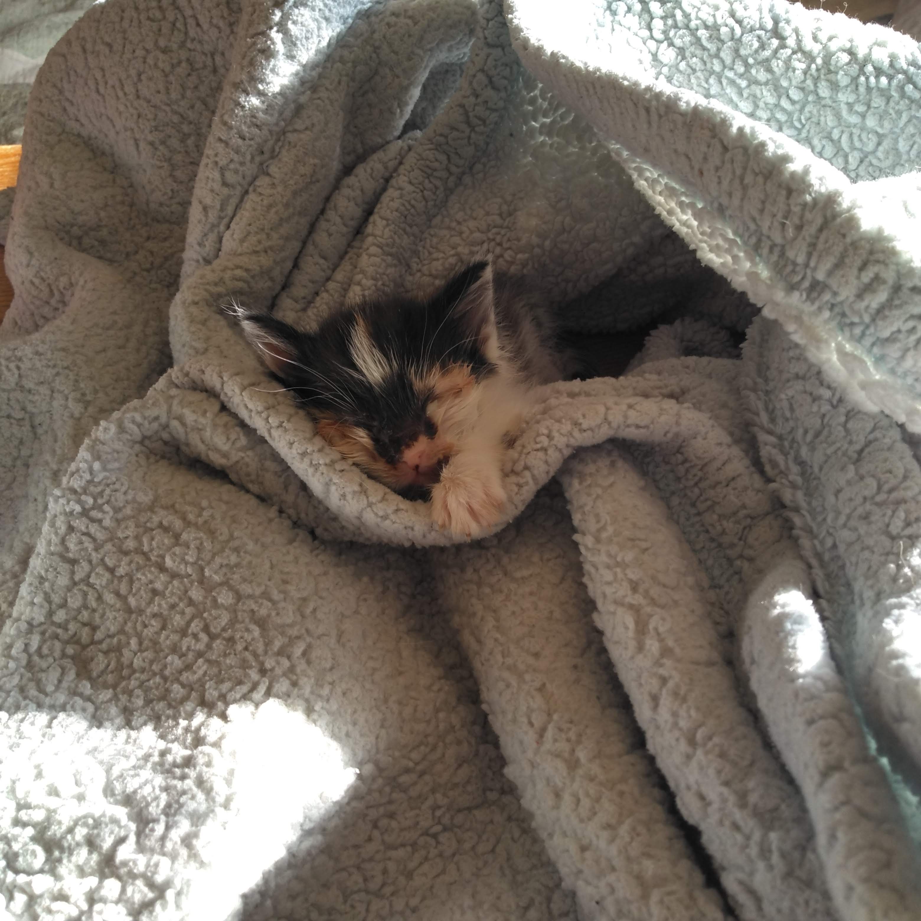 INTRODUCING….KITTLE KATS!