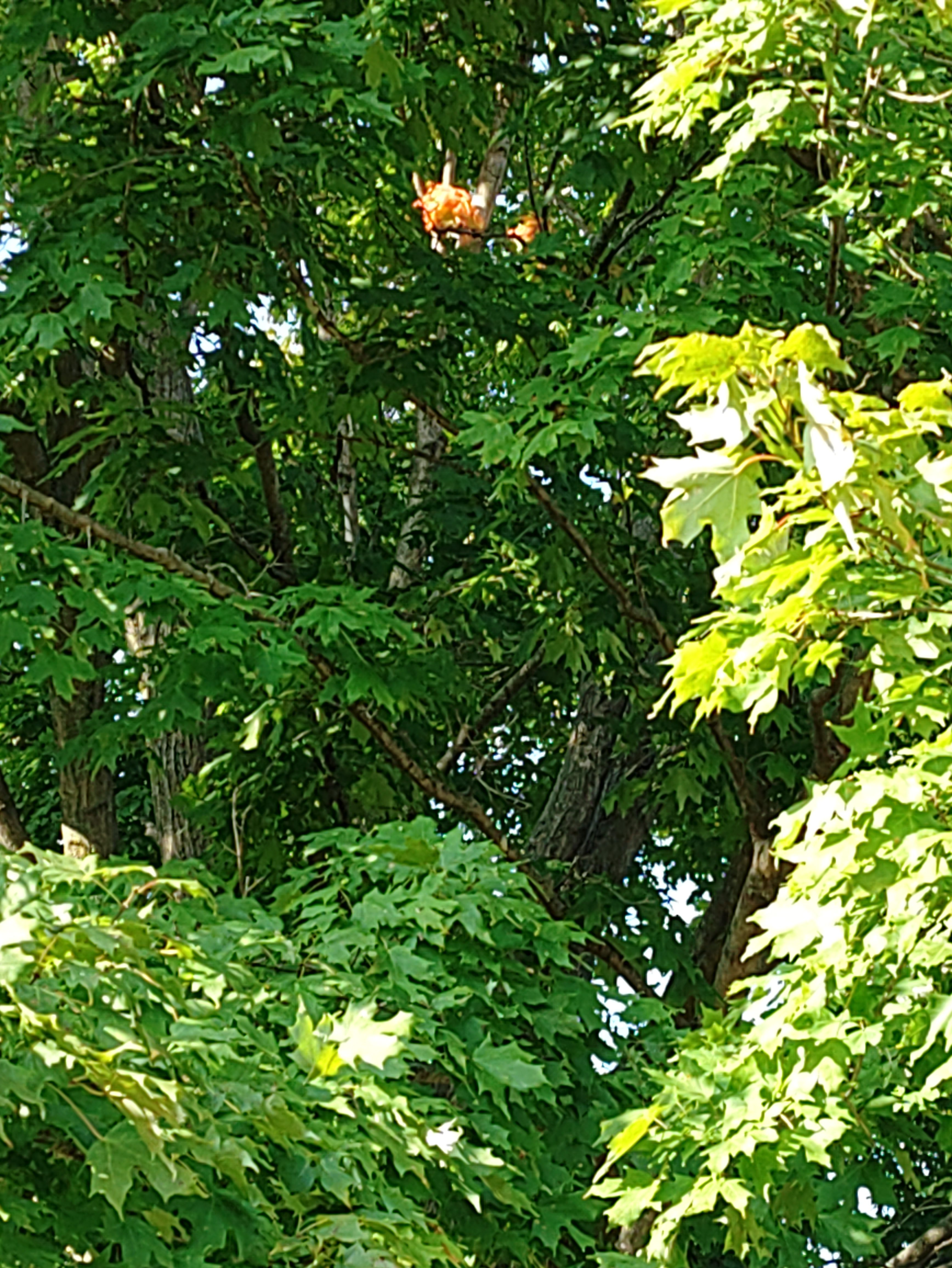 Too Late, Ya Dense Losers… You’re Stuck With His Lies! Zohran Mamdani has been STOPPED.