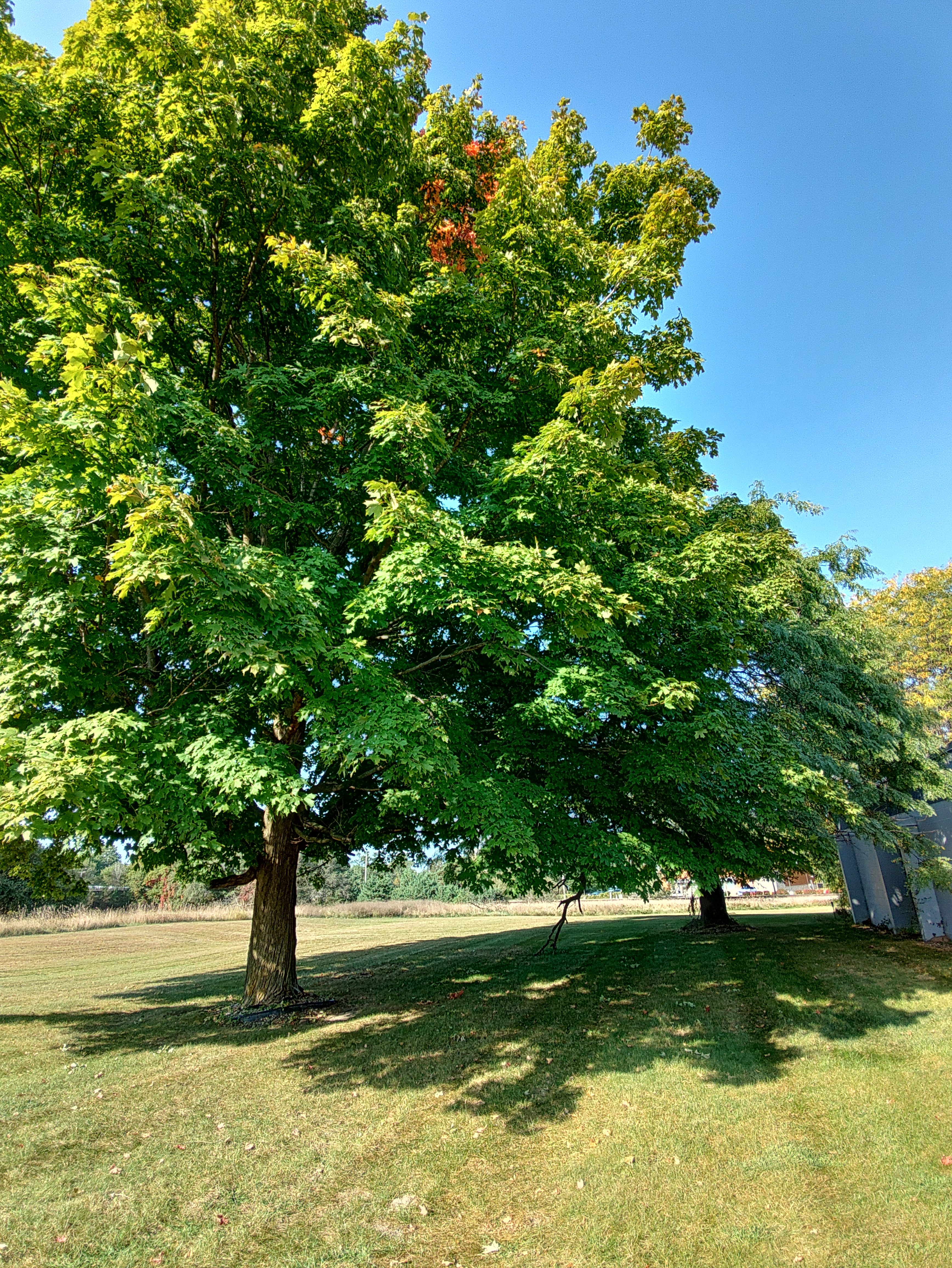 How Much Higher Will This Go? 18 BILLION?Prosecutor: ‘Minnesota Has Become a Magnet’ for Welfare Fraud