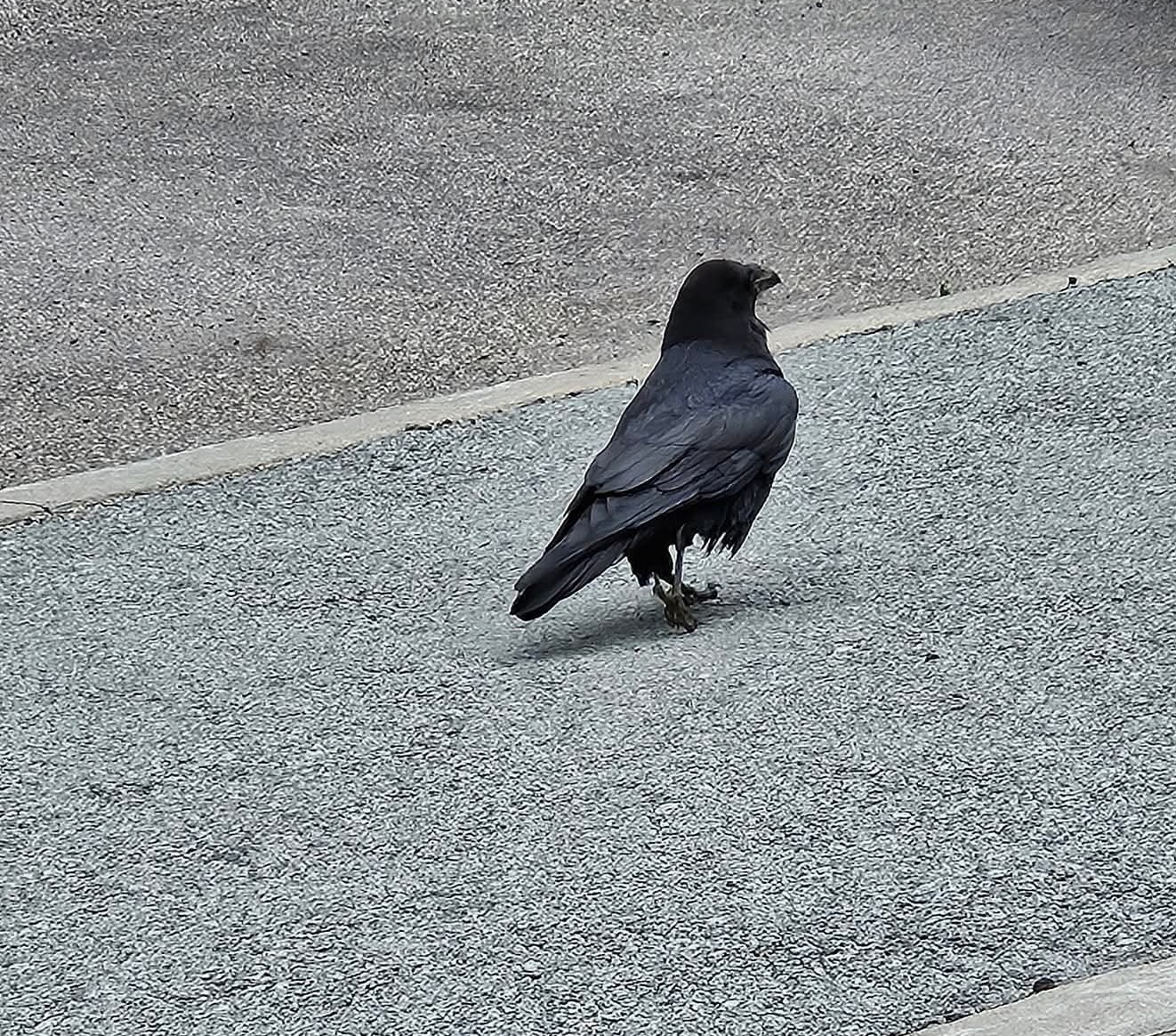 WTF! FBI Just Leaked The Real Reason Joe Kent Resigned…